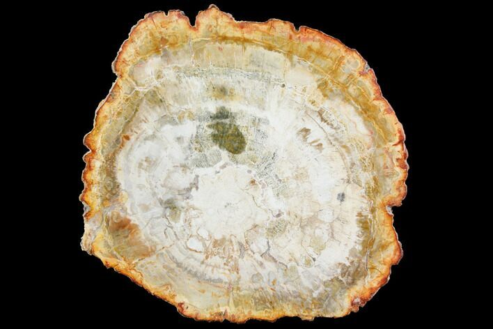 Petrified Wood (Araucaria) Slab - Madagascar #119464
